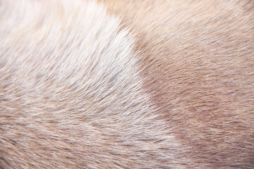 Smooth dog fur with white brown patterns soft texture on background