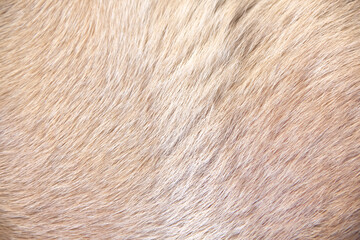Light brown fur dog with seamless texture natural line background