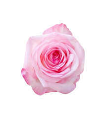 Pink rose skin flower isolated on white background top view , clipping path