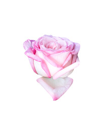 White pink rose flower isolated on background , clipping path