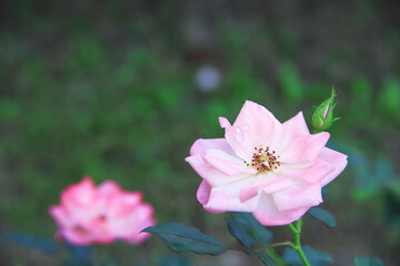 Pink rose flowers with water drop blooming in garden close up background