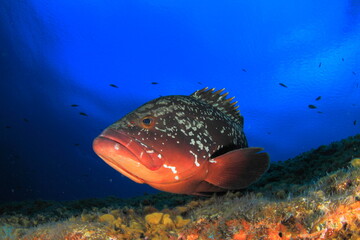 Beautiful grouper fish posing calm on reef with blue sea behind