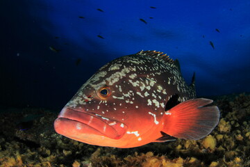 Beautiful grouper fish posing calm on reef with blue sea behind