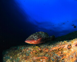Beautiful grouper fish posing calm on reef with blue sea behind