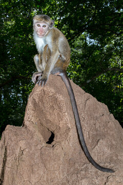 Monkey with long tail sitting on a rock