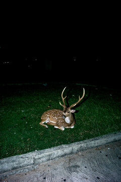 Deer in the night