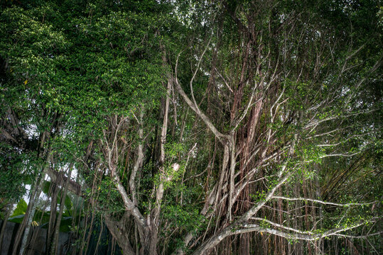 Huge tree with lianas