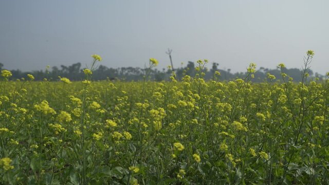 Mustard flowers are blooming in the vast field.