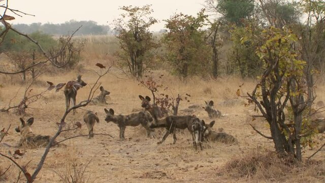 pack of African wild dogs returning from morning hunt, long shot during dry season with some bushes in background
