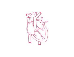 human heart diagram 