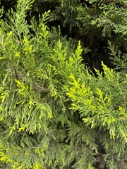 green moss background