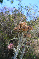 Vertrocknete Distel im Sommer in Albanien	
