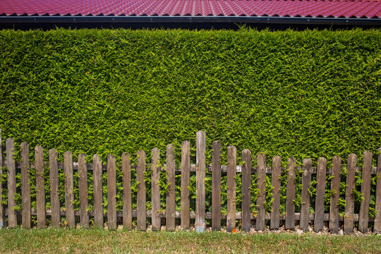 Privacy Protection In Front Of A House.