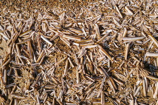 Razor clam shells on a beach