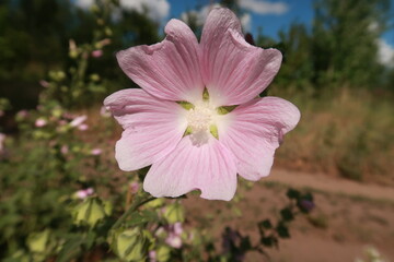 Pink forest flower cheers up