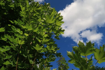Trees against the blue sky