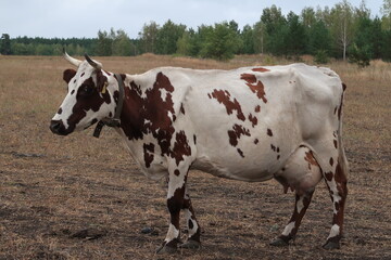 The spotted cow gives a lot of milk.