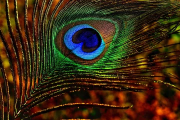Keuken spatwand met foto peacock feather close up. Peafowl feather background. Beautiful feather.  © Jalpa Malam