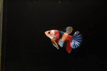 Halfmoon Betta Fish Multicolor Pet