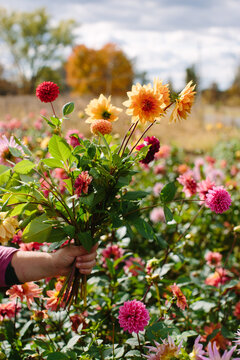 Bouquet of Dahlias