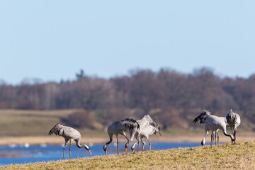 Flock of Cranes at Lake Hornborga in Sweden