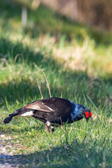 Black grouse in the grass in spring