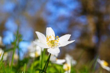 Wood anemone flowers at spring