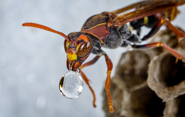 A macro of a wasp on its' nest with water droplets clearing water away after a shower, and then blowing a bubble of water to discard it