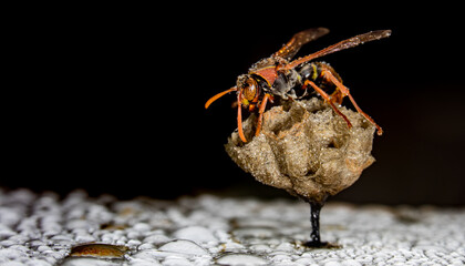 A wasp on its' nest with water droplets clearing water away after a shower