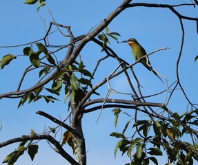 blue tail bee eater bird on a branch