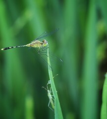 dragonfly on a paddy leaf