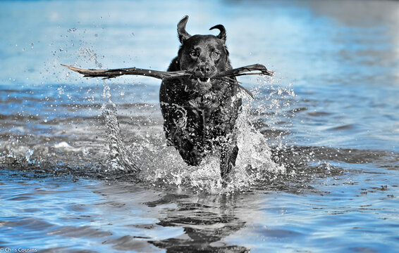 My pet Labrador enjoying a game of fetch with a stick in the water