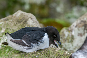 Dovekie (Alle alle) at least auklet colony in St. George Island, Alaska, USA