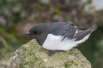 Dovekie (Alle alle) at least auklet colony in St. George Island, Alaska, USA
