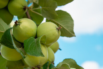 Ripe apples against a blue sky with clouds. Green apples on a branch with leaves.
