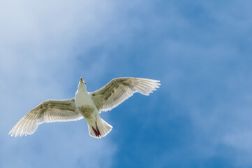 Immature Glaucous-winged Gull (Larus glaucescens) at Chowiet Island, Semidi Islands, Alaska, USA