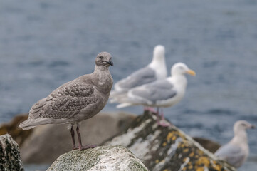 Fledgling and adult Glaucous-winged Gulls (Larus glaucescens) at Chowiet Island, Semidi Islands, Alaska, USA