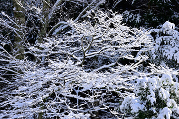 雪に覆われたとても寒そうな木々