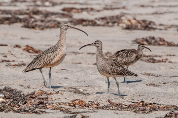 Long-billed Curlew (Numenius americanus) and Whimbrels (Numenius phaeopus) in Coal Oil Point Reserve, California, USA