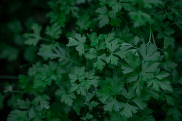 Close-up of green bush of parsley with dozens of sprigs growing in garden. Fresh organic healthy ingredient for cooking. Home farming outside city in country. 