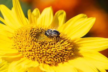 A bee collects nectar from flowers.