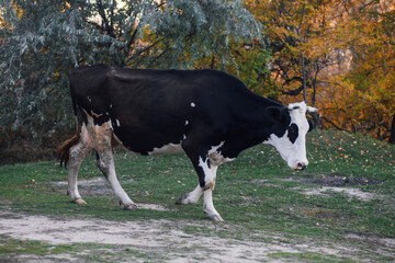 Black and white cow pasturing and walking with trees in background in meadow in forest in autumn. Farmer life. Natural products. Return to nature and environmental friendliness. 