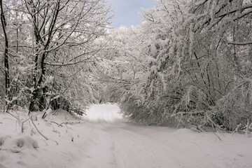 Path through winter forest
