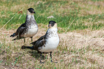 Pomarine Jaegers (Stercorarius pomarinus) in Barents Sea coastal area, Russia