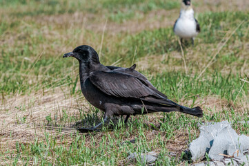 Pomarine Jaegers (Stercorarius pomarinus) in Barents Sea coastal area, Russia