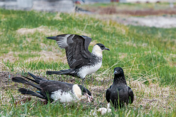 Pomarine Jaegers (Stercorarius pomarinus) in Barents Sea coastal area, Russia