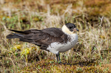 Obraz premium Pomarine Jaeger (Stercorarius pomarinus) in Barents Sea coastal area, Russia