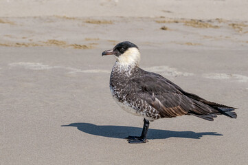 Pomarine Jaeger (Stercorarius pomarinus) in Barents Sea coastal area, Russia