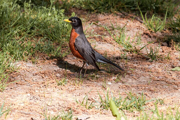 American Robin (Turdus migratorius) in park, Washington DC, USA