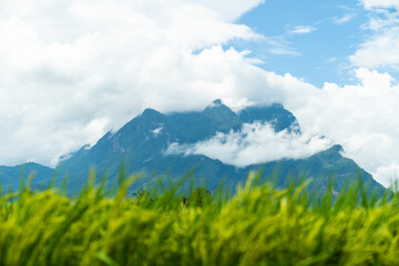 Obraz premium Beautiful rice field at the early morning with mountain